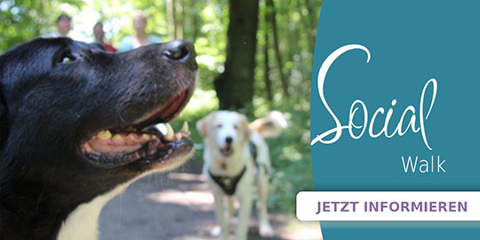 Socialwalk | Hundeschule Stuttgart - Spirit of dogsnature