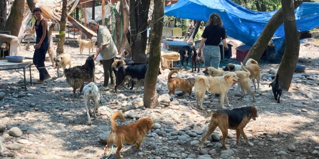 Hunde aus dem Tierschutz