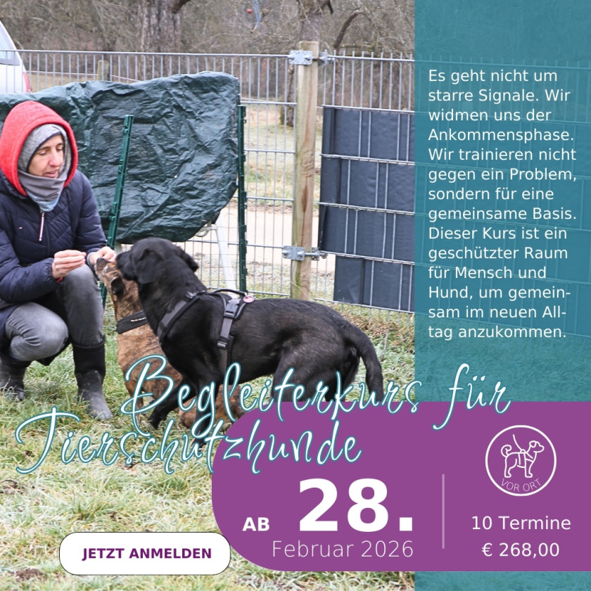 Tierschutzhund Training Bindung