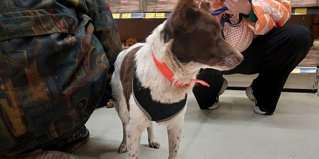 gl&uuml;cklich mit Hund