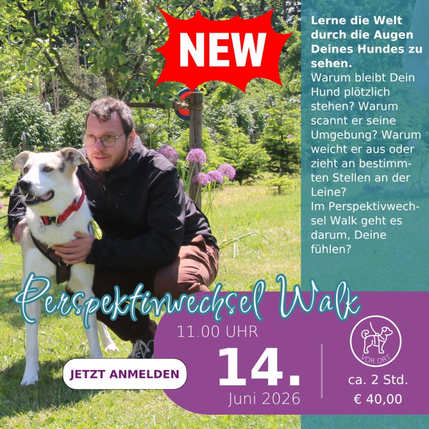 Perspektivwechsel. Die Welt aus den Augen des Hundes sehen