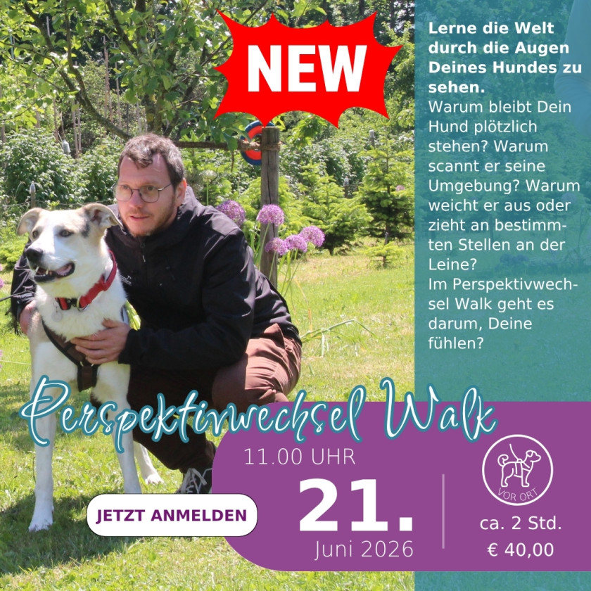 Perspektivwechsel. Die Welt aus den Augen des Hundes sehen