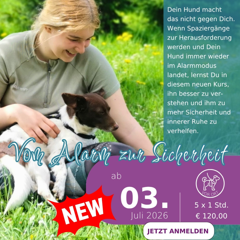 Kurs f&uuml;r reaktive Hunde | Stress verstehen & Sicherheit aufbauen 