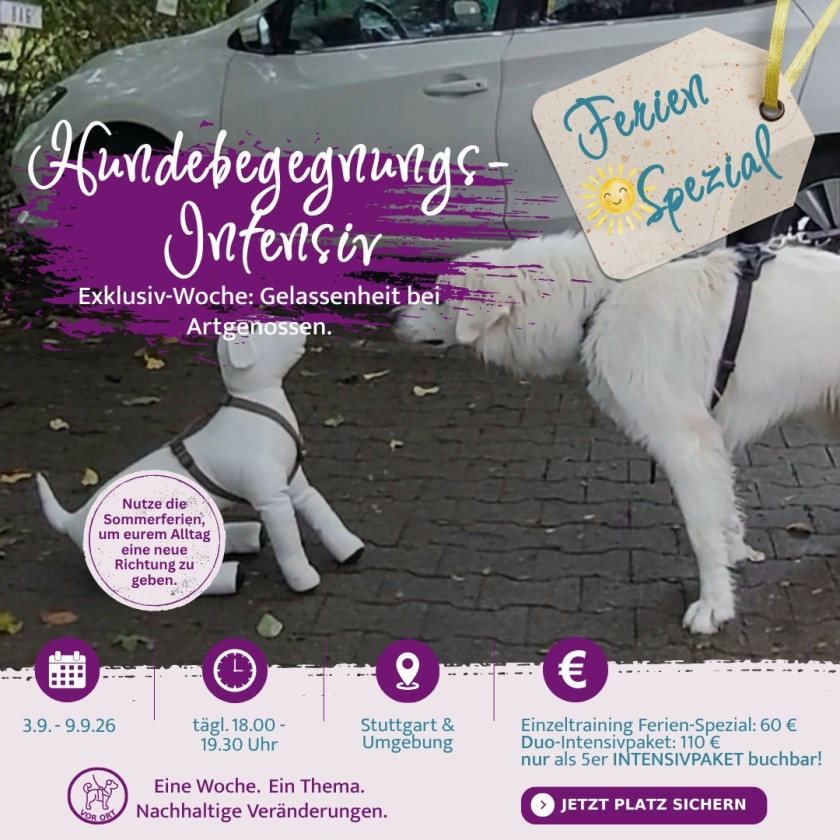 Hundebegegnungen