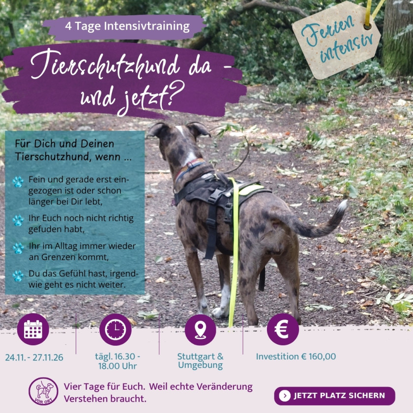 Training Tierschutzhund